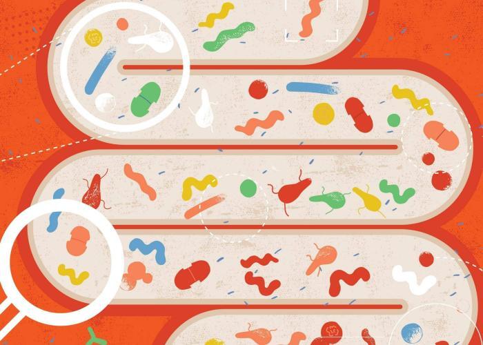 The gut microbiome – What is it? The Gut Microbiome – What Is It?